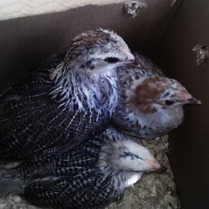 Meet your Posher, Mari